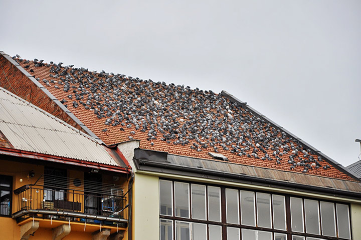 A2B Pest Control are able to install spikes to deter birds from roofs in Beckton. 
