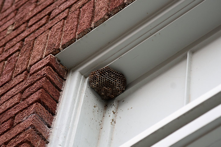 We provide a wasp nest removal service for domestic and commercial properties in Beckton.